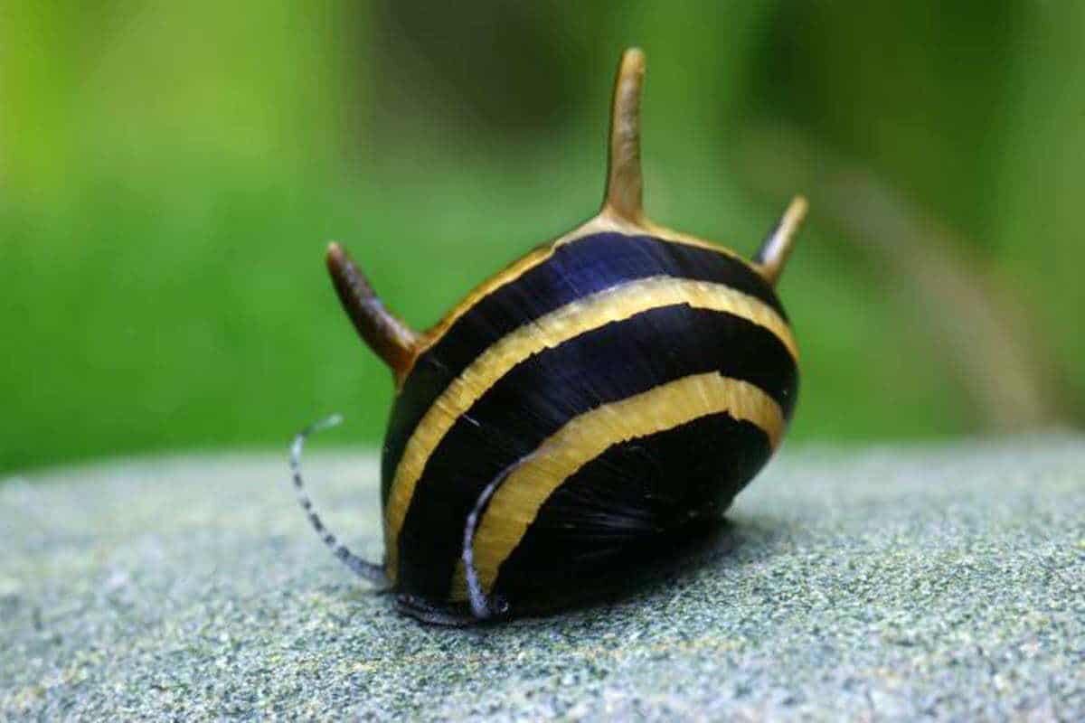 Snail_Horned-Nerite-Snail_KeongTanduk.jpg