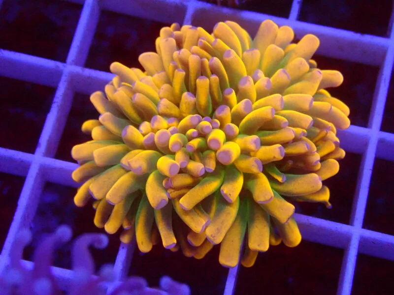 Euphyllia Glaberences - Golden Torch