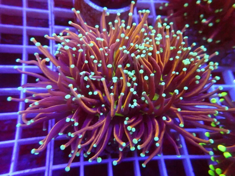 Euphyllia Glaberences Gold Torch Dark Purple With Tealtip