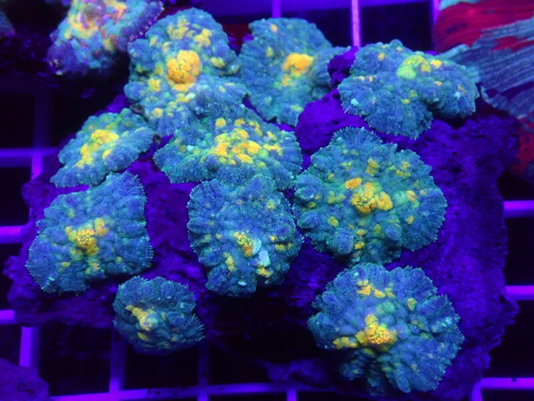 Mushroom Coral, a soft coral or polyp for reef aquariums