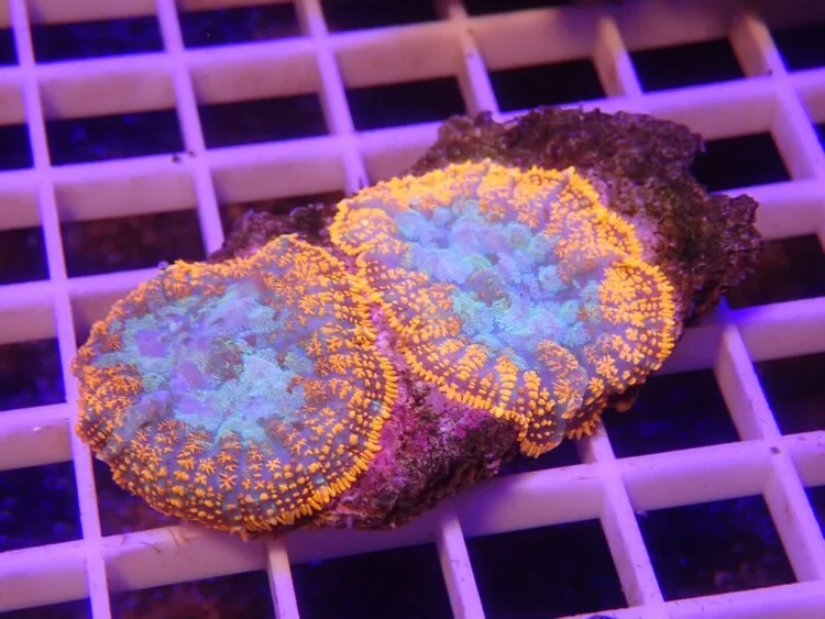 Mushroom Coral (Variant 2), a soft coral or polyp for reef aquariums