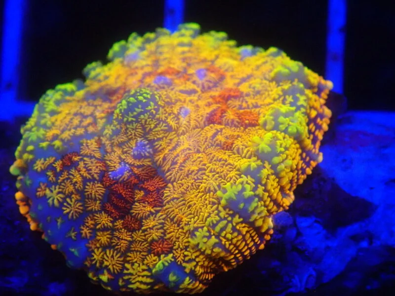 Ultra Mushroom Rhodactis