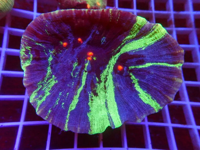 3Corals_1LPS_ (3).JPG