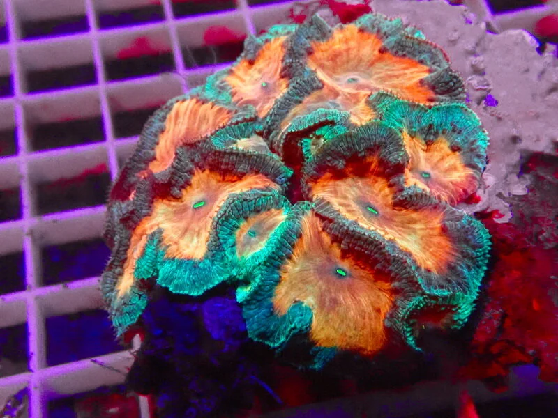 3Corals_1LPS_ (4).JPG