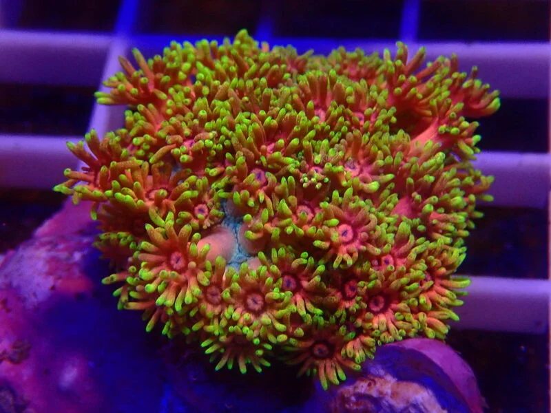 3Corals_1LPS_ (5).JPG