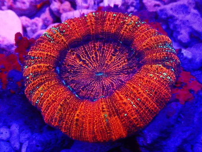 3Corals_1LPS_ (6).JPG