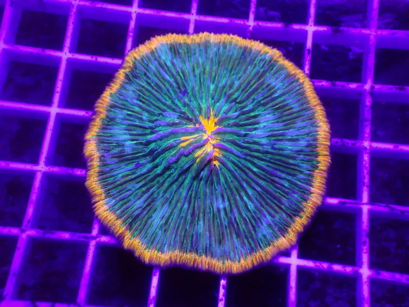 3Corals_1LPS_ (9).JPG