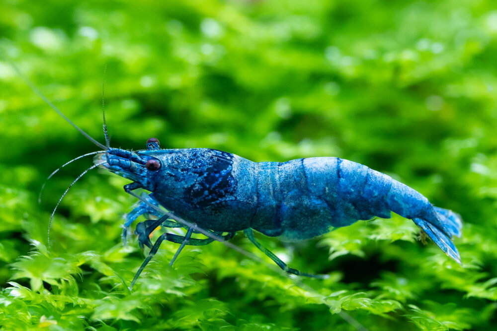 Blue bolt freshwater shrimp.jpg