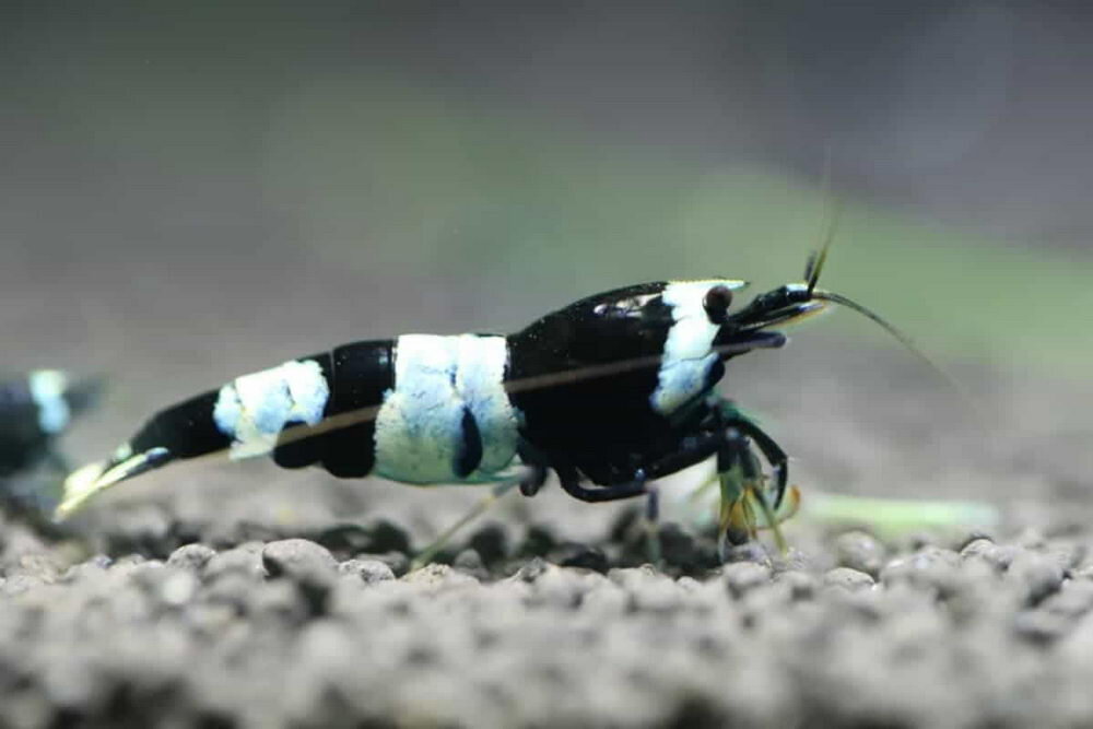 Caridina Cantonensis_blackandwhitebee.jpg