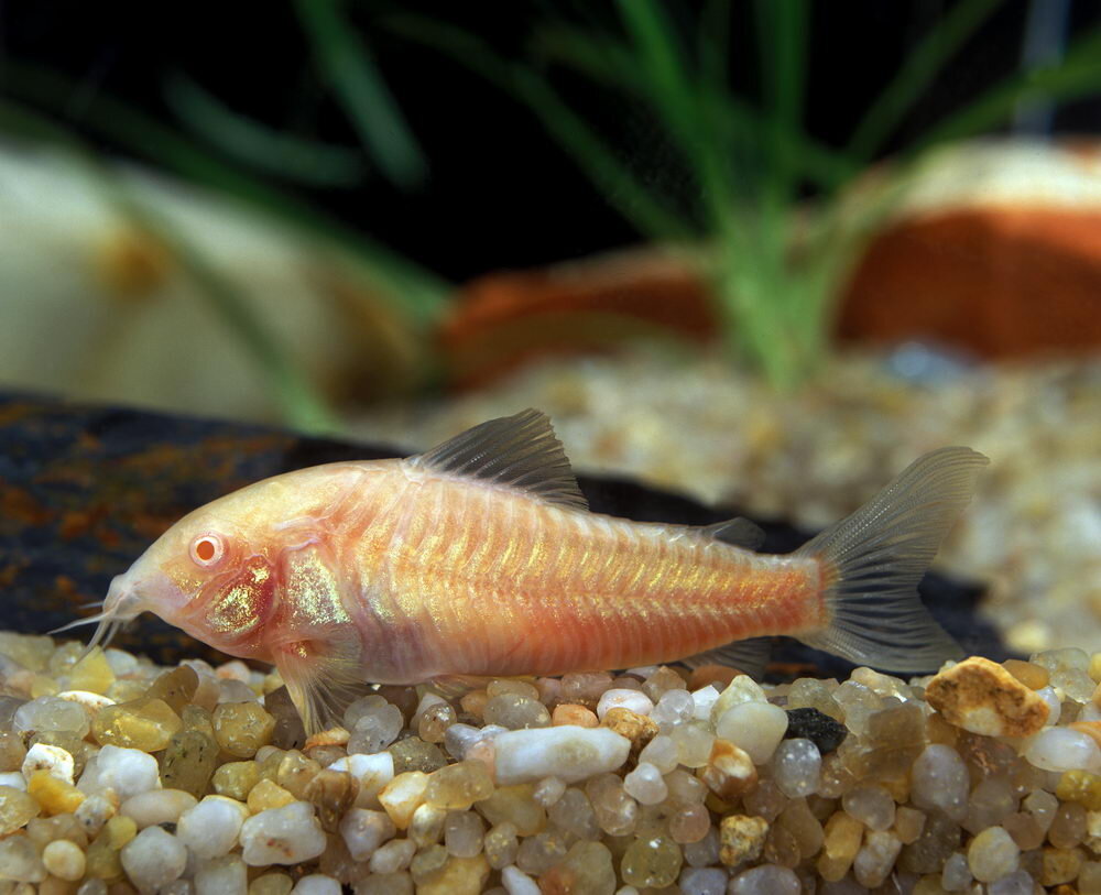 Peppered Cory, Corydoras Paleatus, Albino Fish.jpg