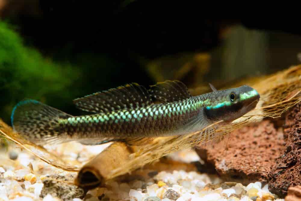 Stiphodon atropurpureus (Blue Neon Goby.jpg