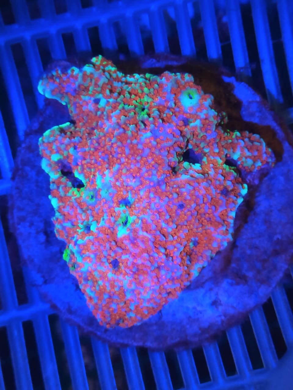 Montipora_SupermanBicolor2.jpeg