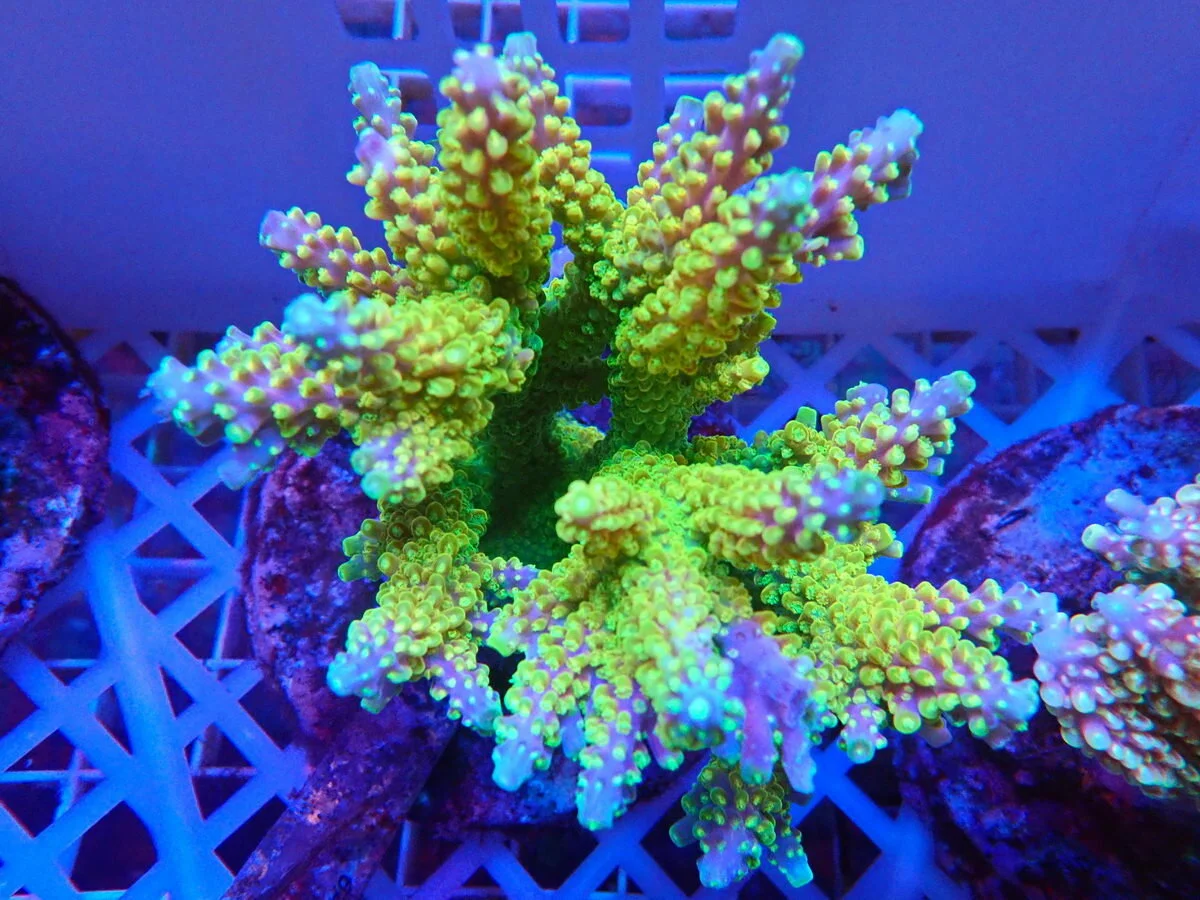 Acropora Abrotanoides