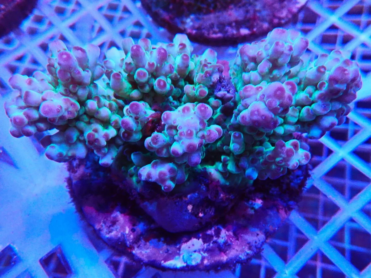 Acropora Desalwii