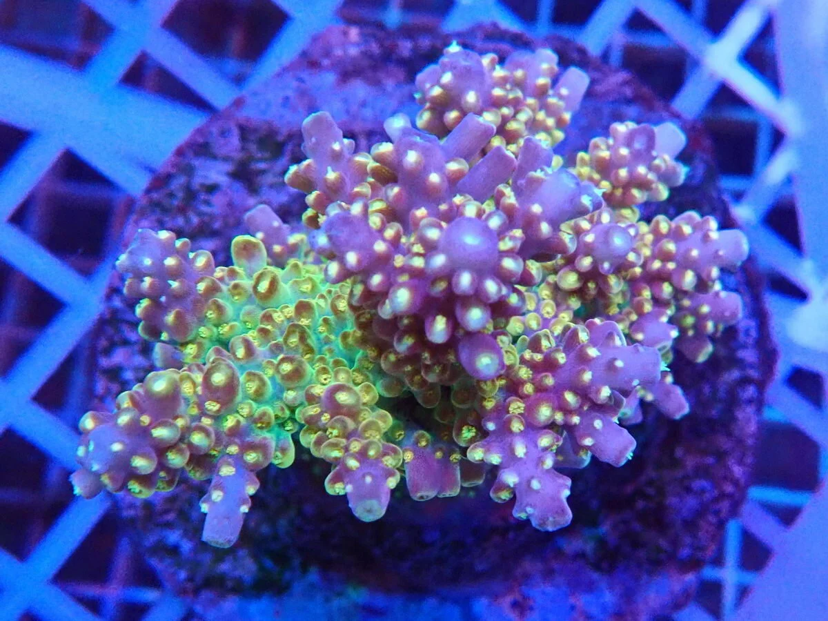 Acropora Plana