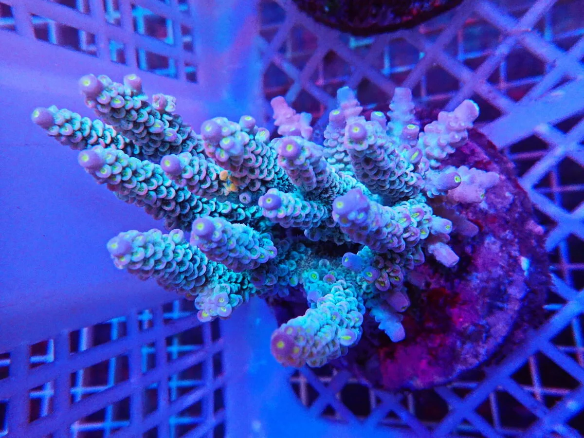 Acropora Desalwi