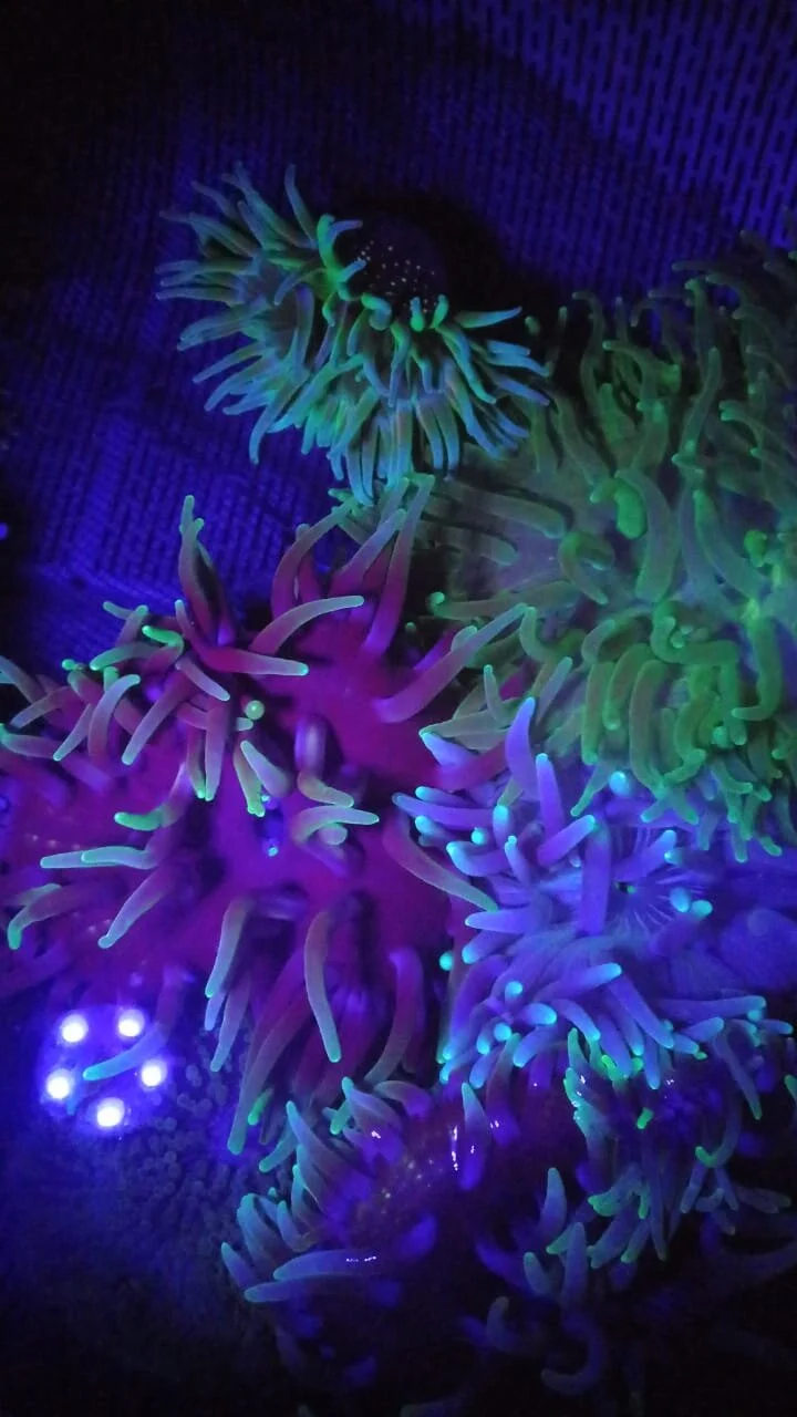 Anemon Model, a soft coral or polyp for reef aquariums