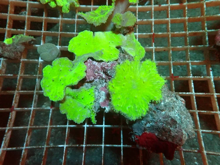 Kerupuk, a soft coral or polyp for reef aquariums