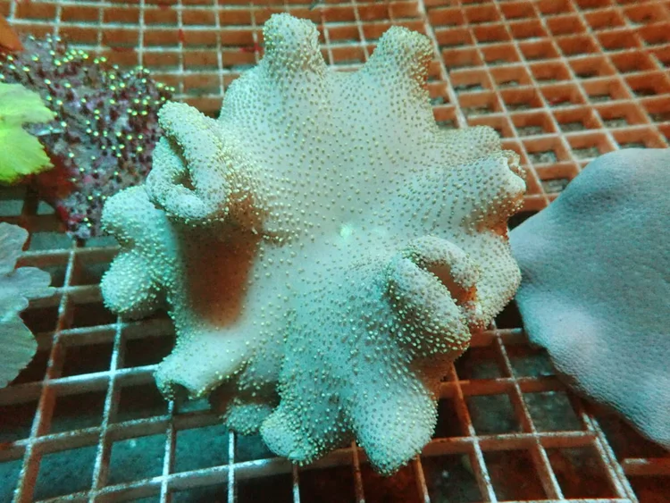 Payungan Rambut, a soft coral or polyp for reef aquariums