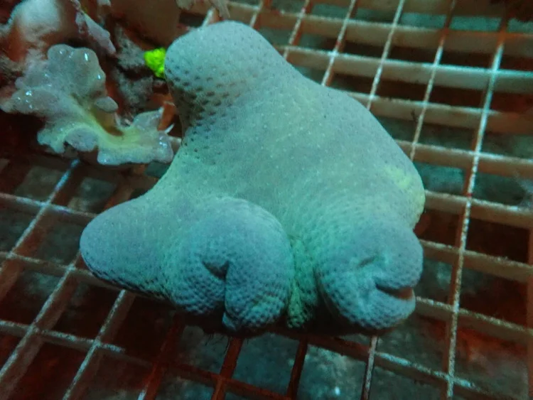 Payungan, a soft coral or polyp for reef aquariums