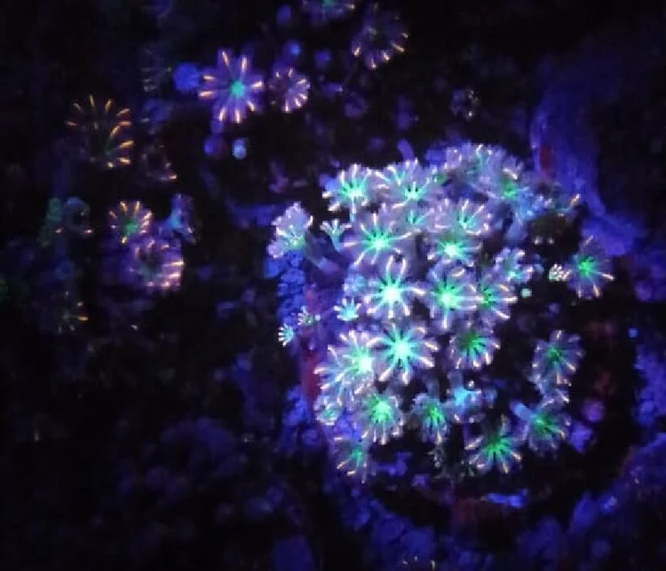 Polyp Cengkeh (Green and Orange), a soft coral or polyp for reef aquariums