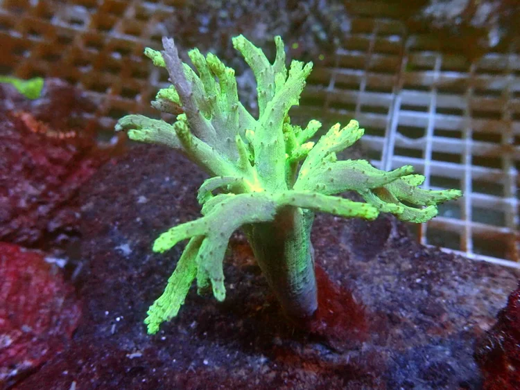 Tangan Tangan (Variant 2), a soft coral or polyp for reef aquariums