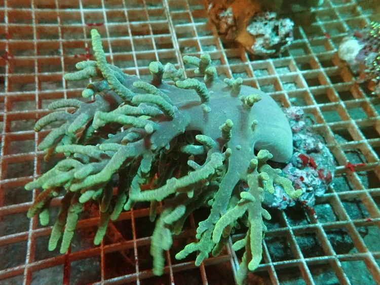 Tangan Tangan, a soft coral or polyp for reef aquariums