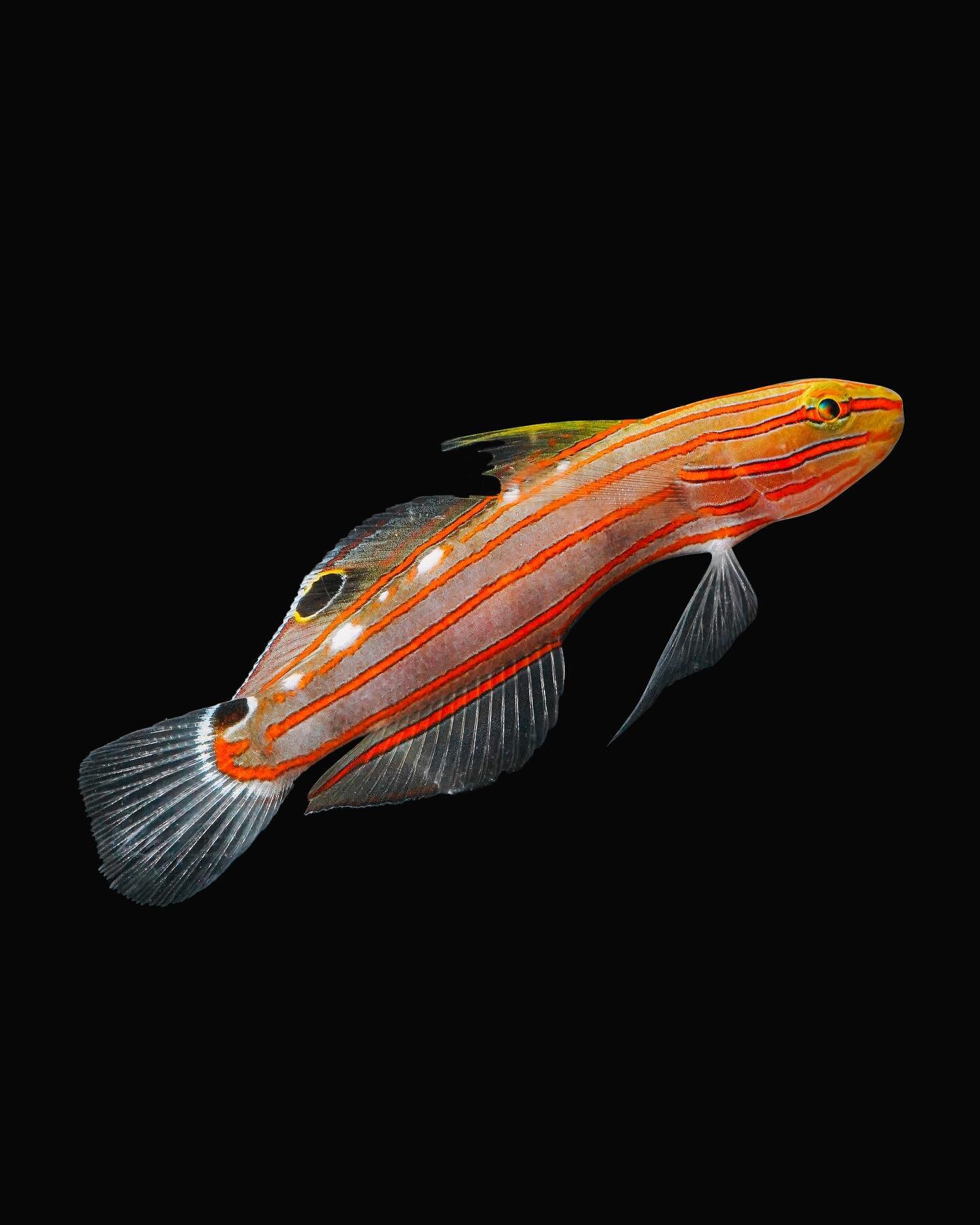 Koumansetta rainfordi, the old glory or Court Jester goby, is a species of goby native to tropical reefs of the western Pacific Ocean where it occurs at depths of from 2 to 30 metres. This species can reach a length of 8.5 centimetres SL. 

#rainford