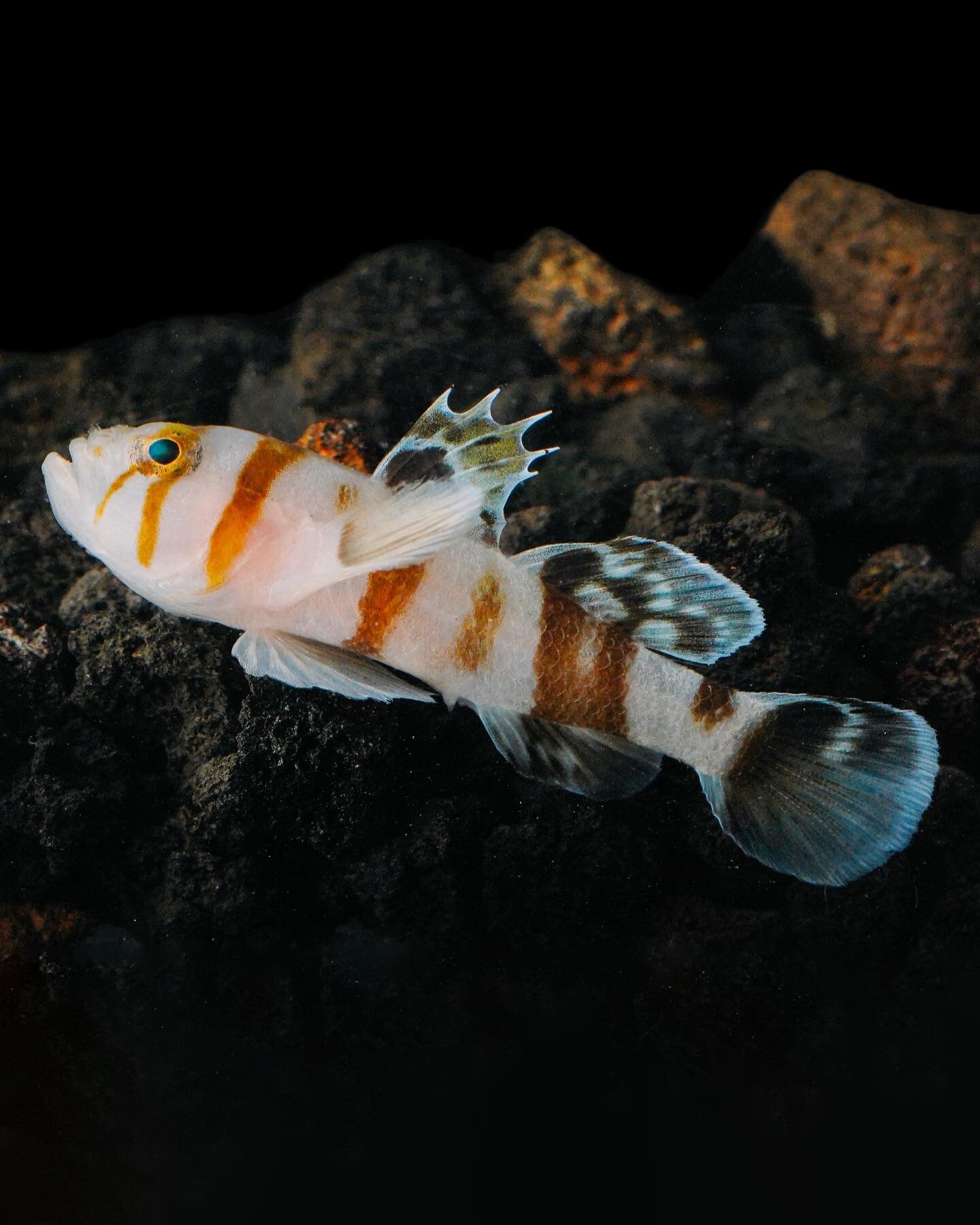 Koumansetta Rainfordi, the old glory or Court Jester goby, is a species of goby native to tropical reefs of the western Pacific Ocean where it occurs at depths of from 2 to 30 metres (6.6 to 98.4 ft). This species can reach a length of 8.5 centimetre