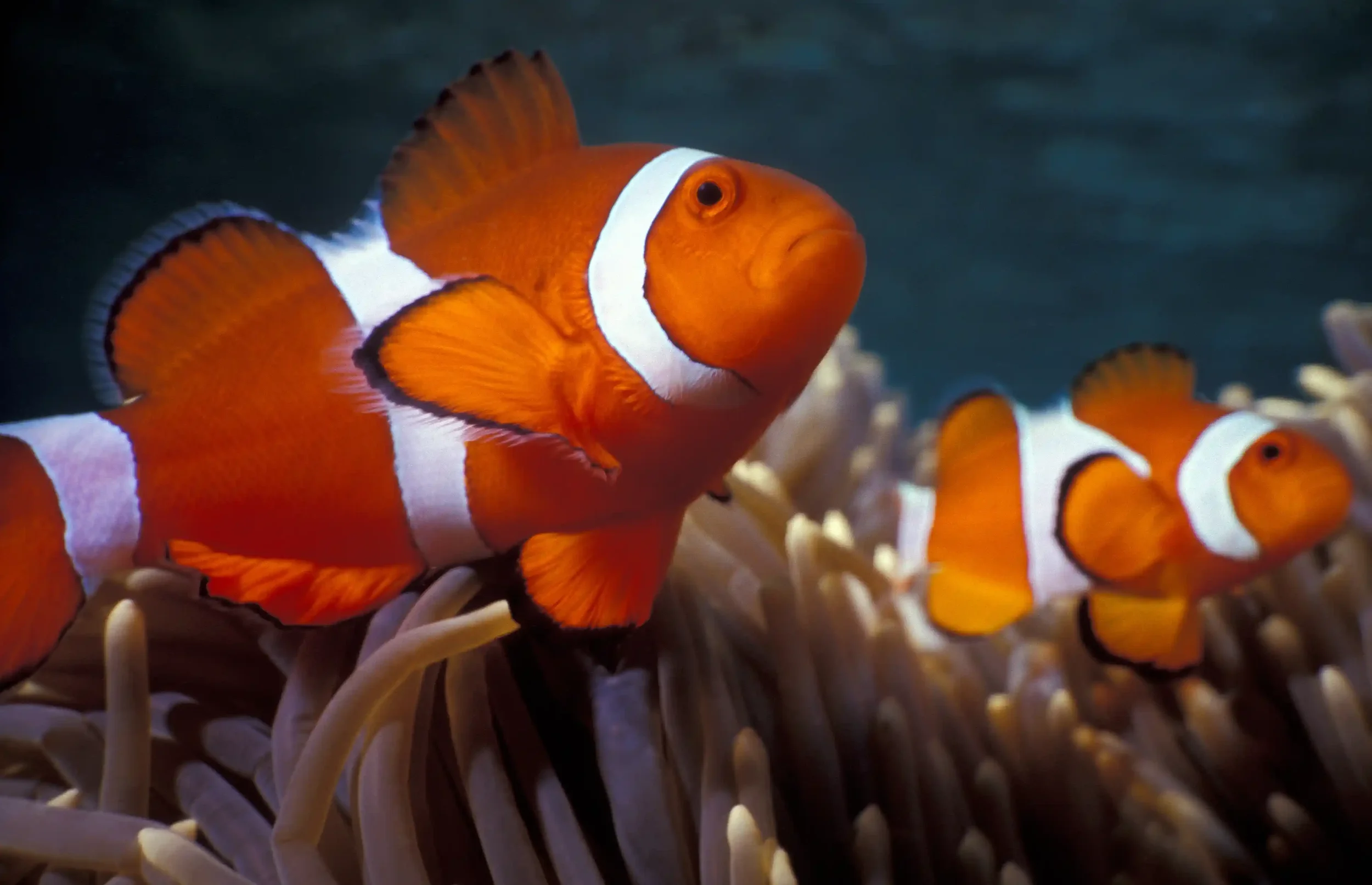 Indonesia’s Rise as a Top Global Ornamental Fish Exporter