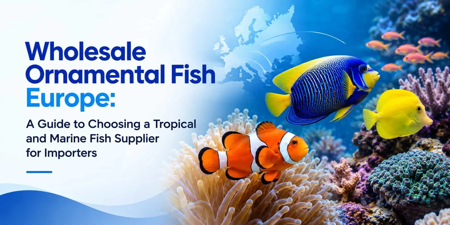 Wholesale Ornamental Fish Europe: A Guide to Choosing a Supplier for Importers