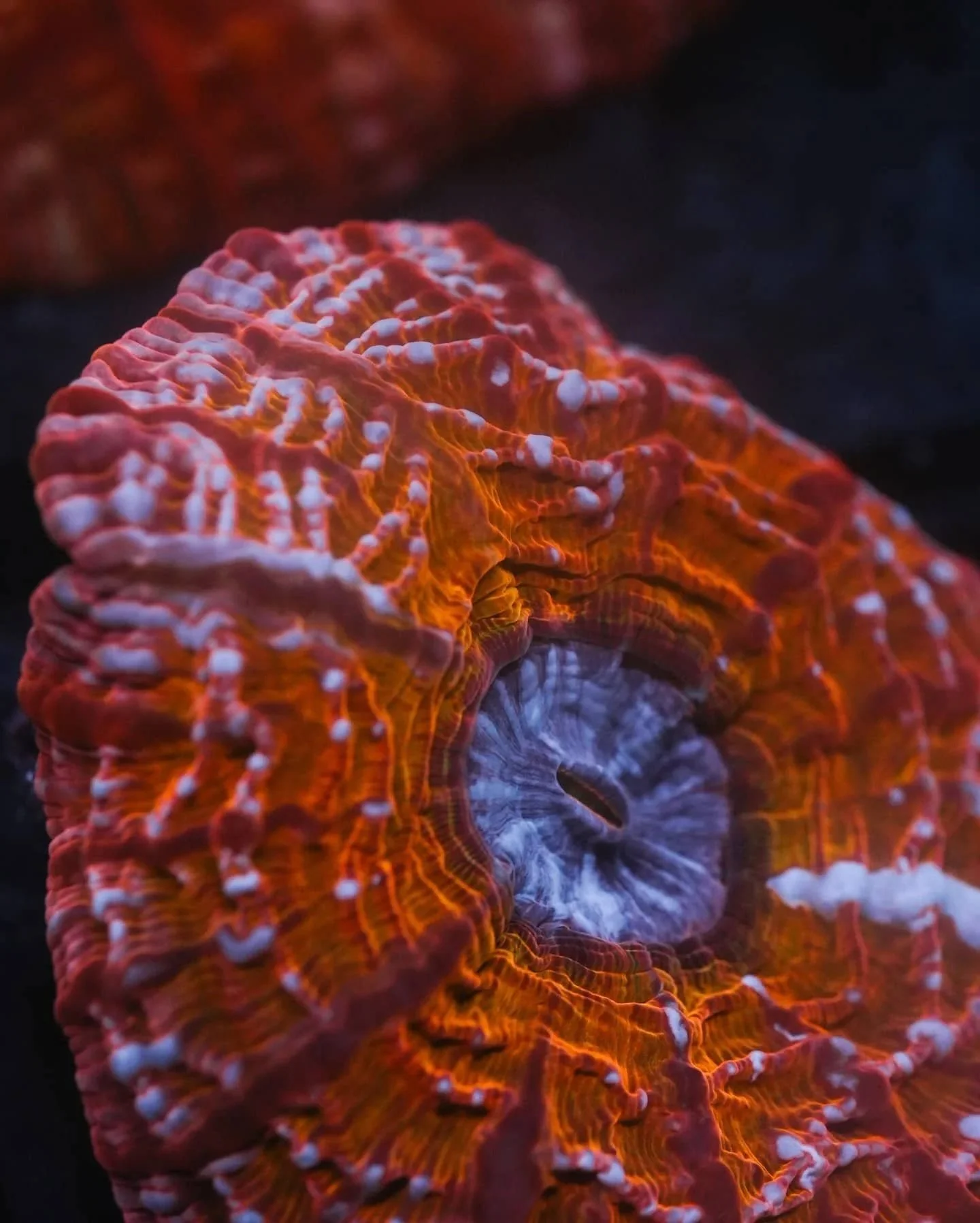 Close-up of a vibrant orange and red fleshy coral polyp with white-tipped ridges and a dark central opening