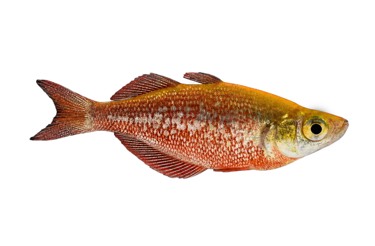 rainbow fish fish with red, orange, and white scales on a black background.