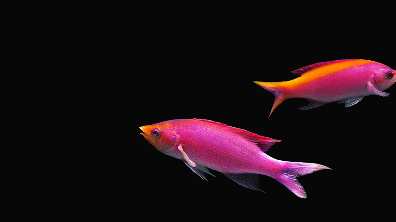 Two colorful fish swimming against a black background.
