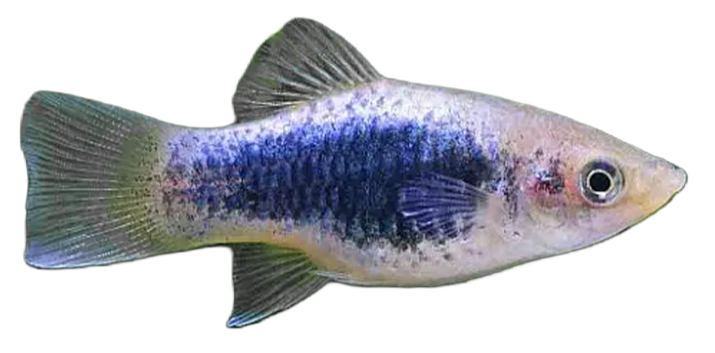 A small freshwater fish with a light-colored body and a dark blue and black stripe running along its side.