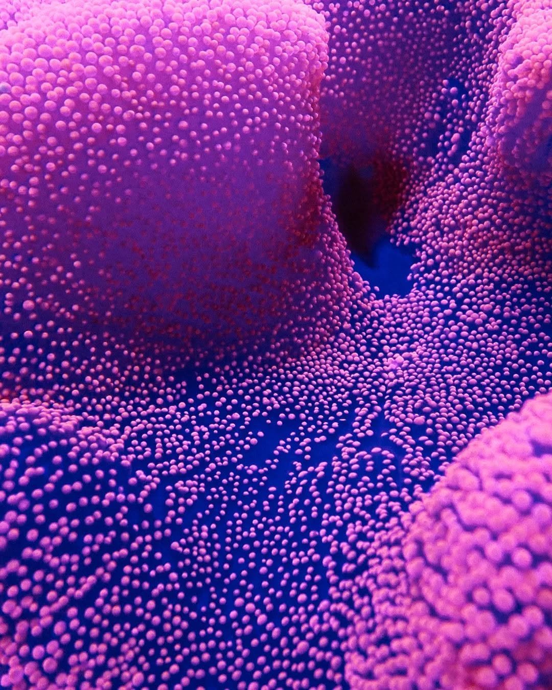 Close-up of a vibrant purple and pink coral with small, bubble-like protrusions.