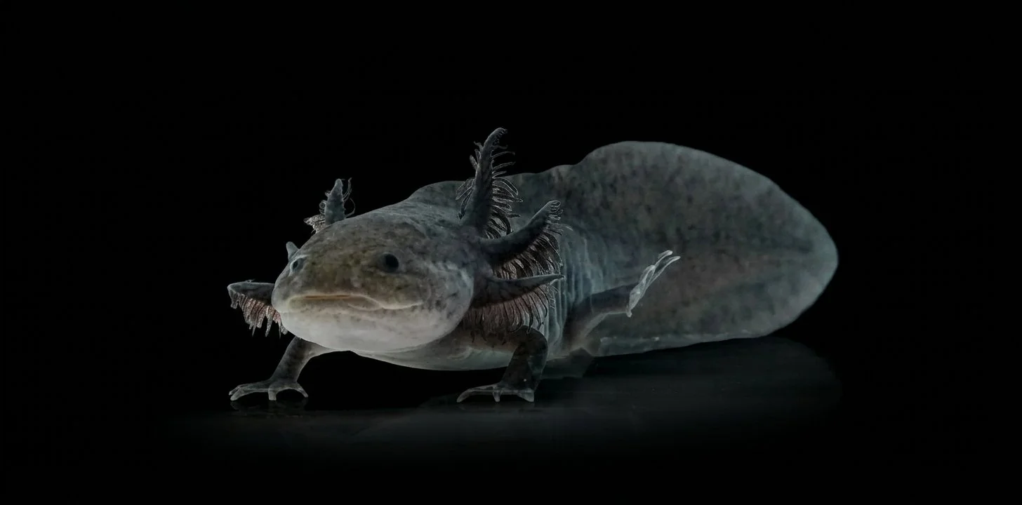 A close-up of a newt with a lizard-like body and ruffled frills along its sides, against a black background.