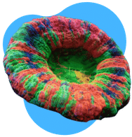 coral premium