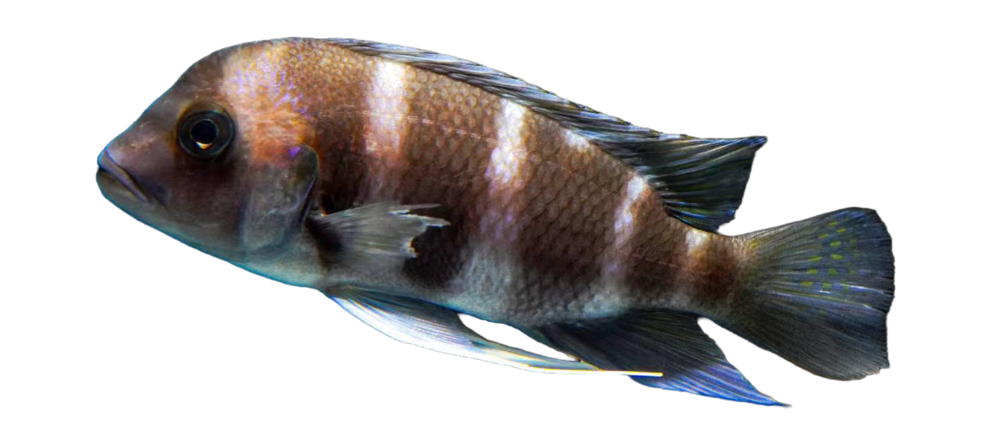 A colorful fish with brown, white, and black markings swimming against a black background.