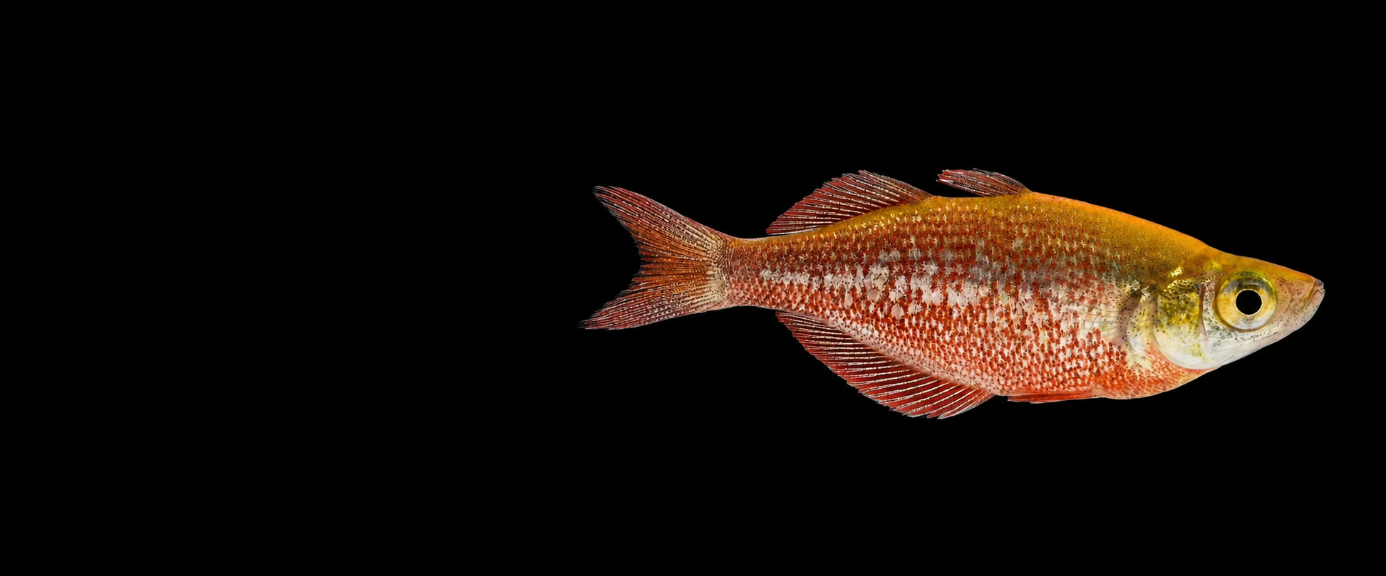 rainbow fish swimming against a black background.