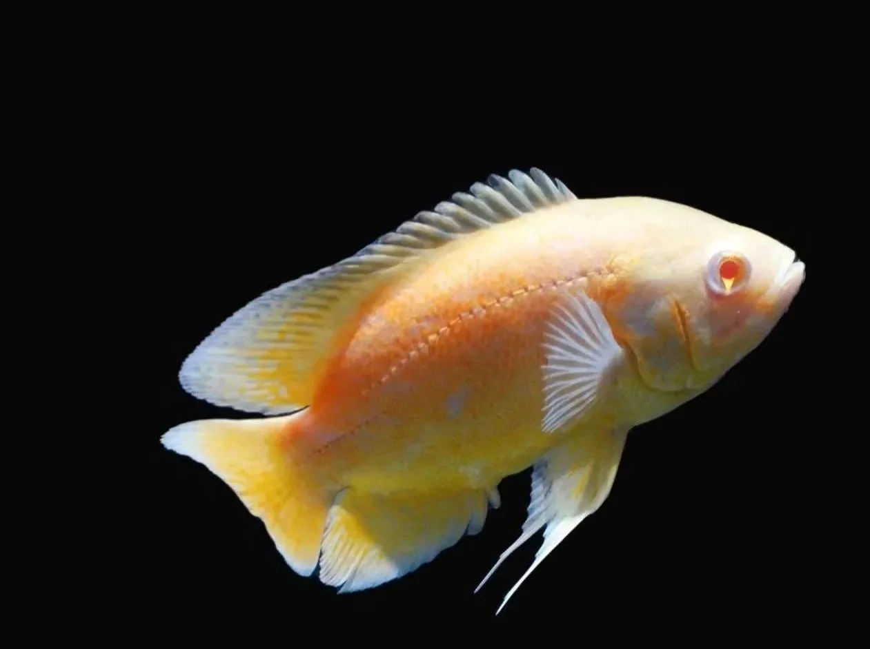 Orange oscar fish with yellow and orange hues swimming against a black background.