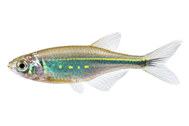 A detail giant danio with stunning body