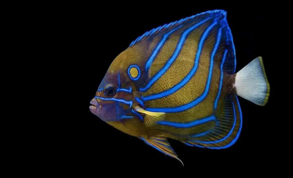 Colorful fish with yellow and blue stripes swimming in dark water.
