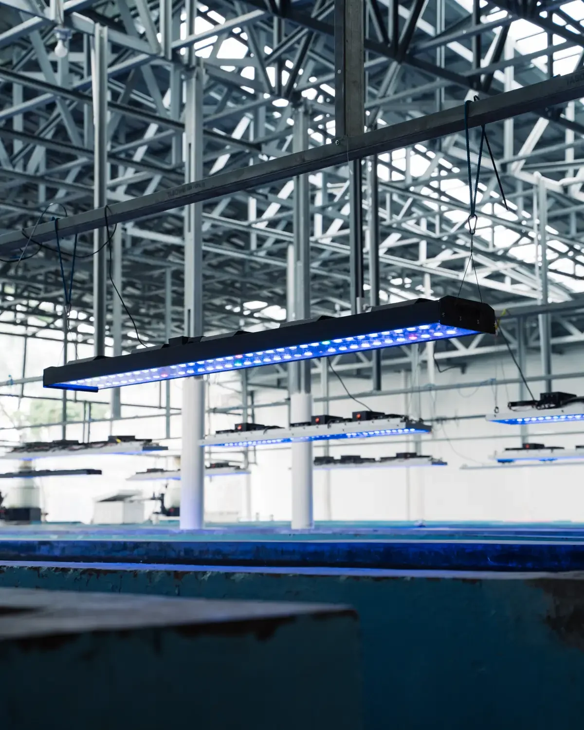 Blue LED grow lights suspended over indoor hydroponic cultivation beds in an industrial greenhouse