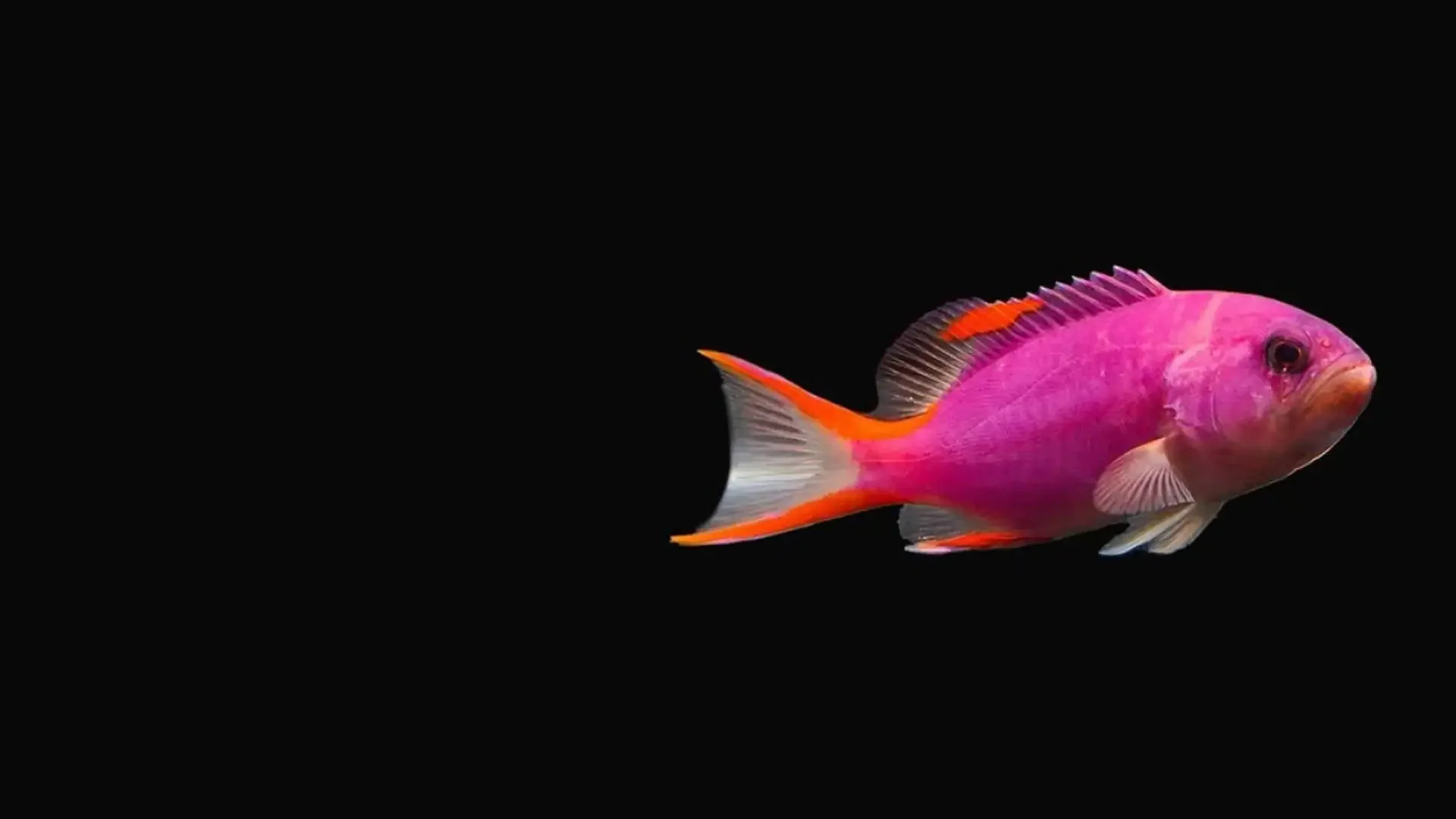 Colorful pink and orange fish swimming in black background.