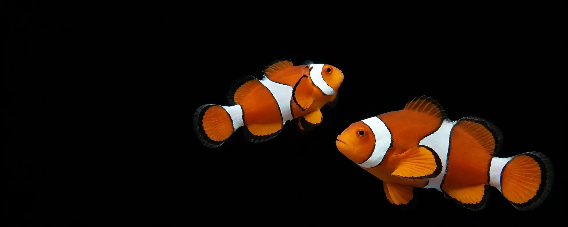 Two orange and white clownfish swimming against a black background.