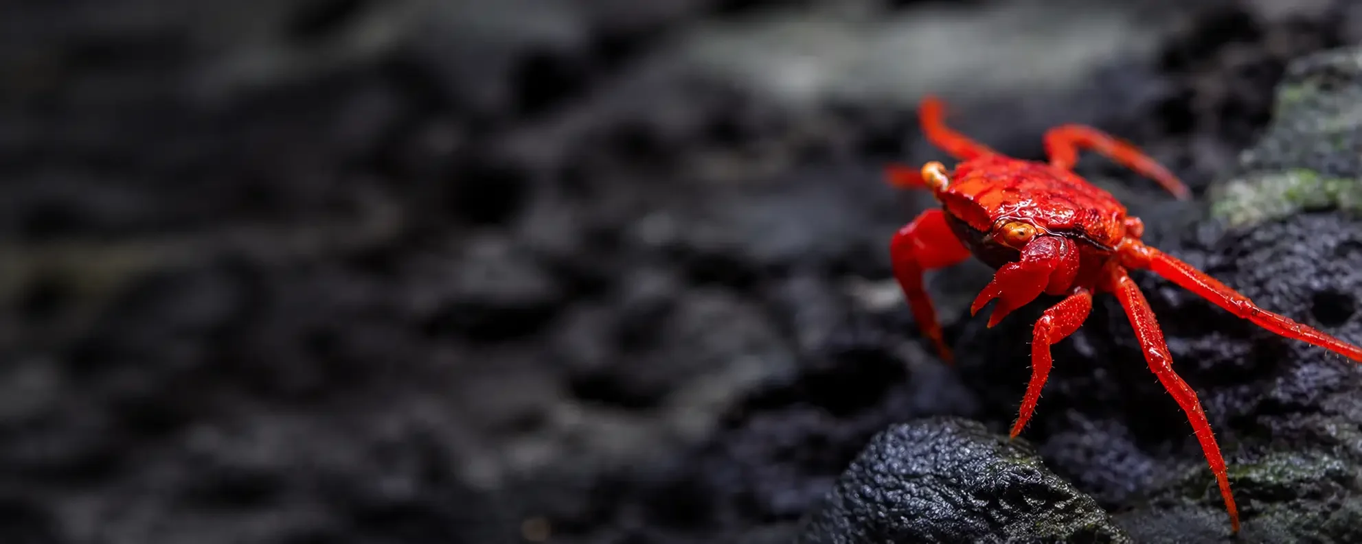 A bright red crab walking on dark volcanic rock.