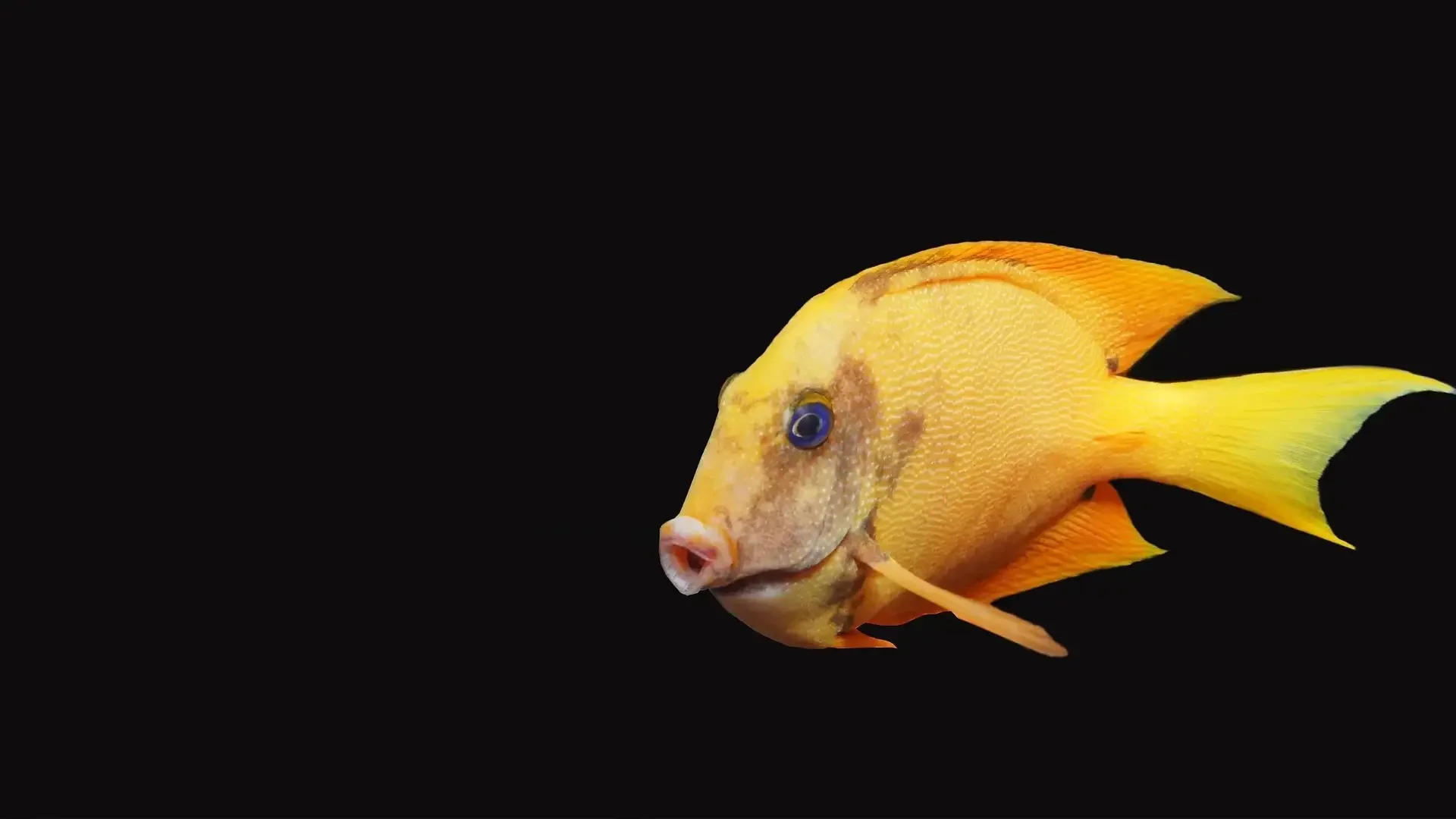 Yellow tropical fish with blue eye against black background.
