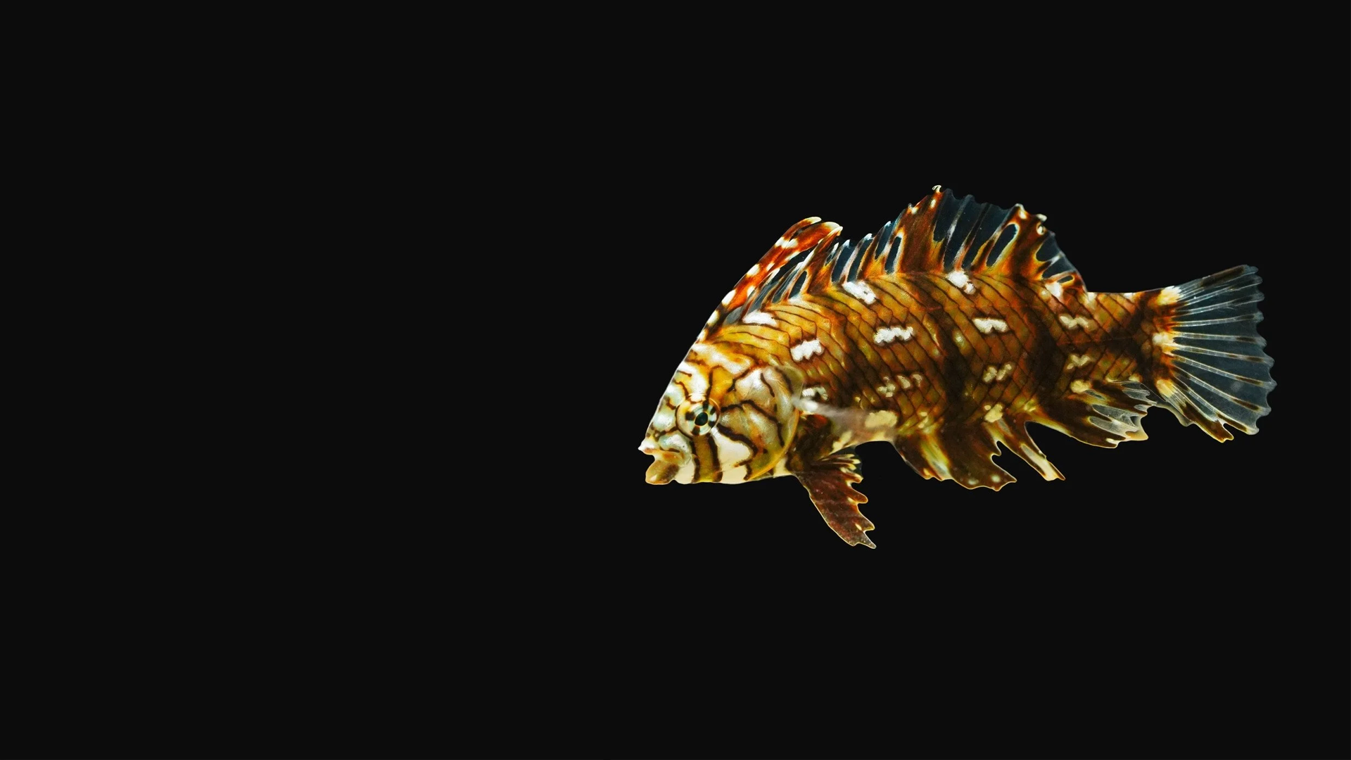 Colorful lionfish with striped fins and spiny tail against black background.