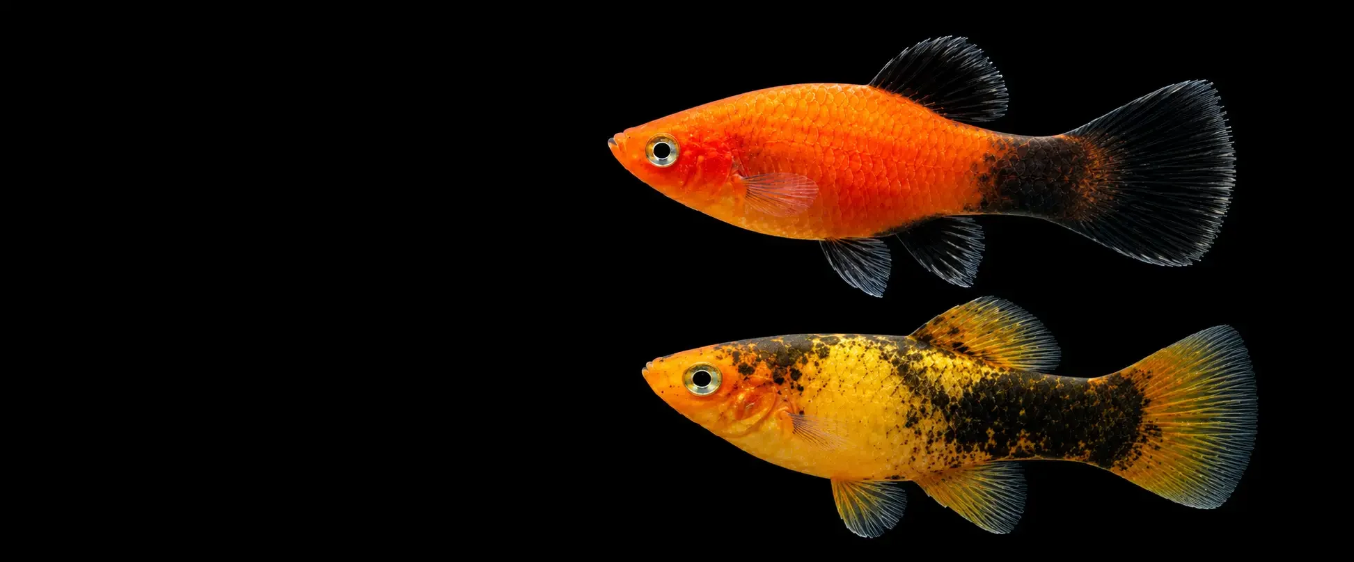 Two colorful fish, one orange and black, the other yellow and black, swimming against a black background.